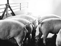 Четыре мировые тенденции в производстве свинины